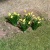 Tasma 00982 Daffodils (Pack of 20)